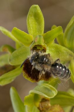 Ophrys araneola.