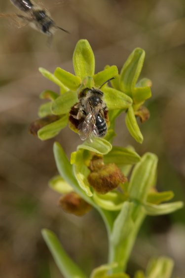 Ophrys araneola.