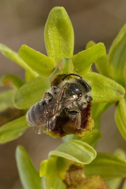 Ophrys araneola.