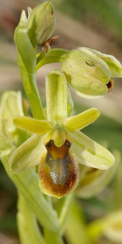 Ophrys araneola.