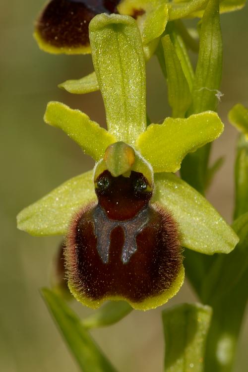 Ophrys araneola.