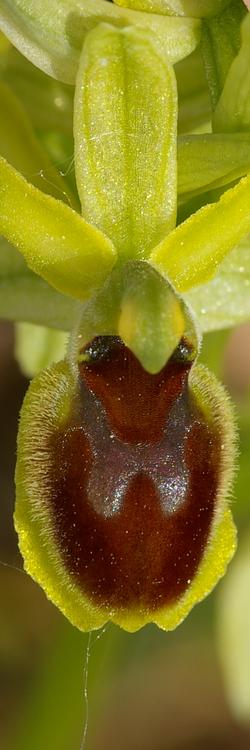 Ophrys araneola.