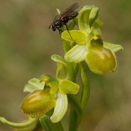 Ophrys araneola.