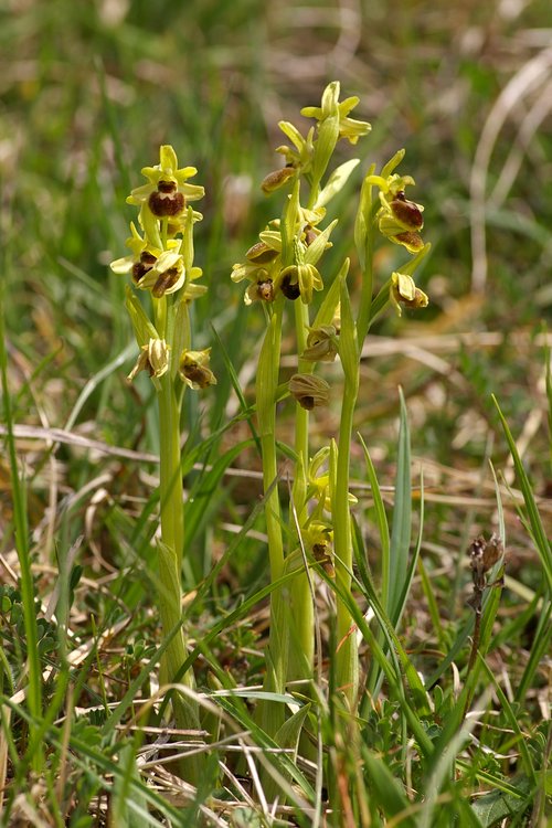 Ophrys araneola.