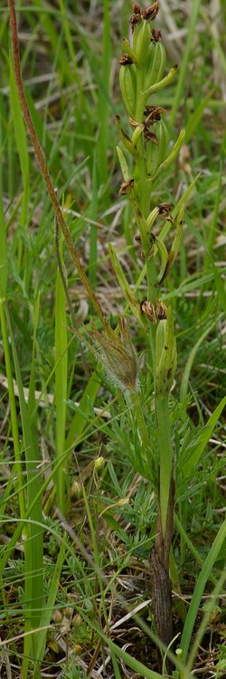 Ophrys araneola.