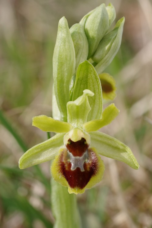 Ophrys araneola.