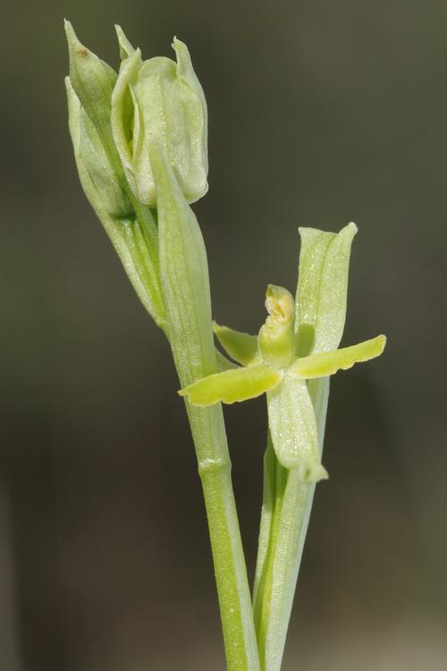 Ophrys araneola.