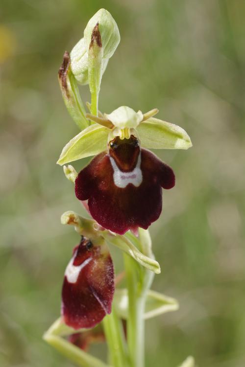 Ophrys insectifera x O. fuciflora.