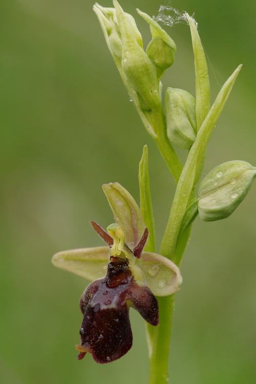 Ophrys insectifera x O. fuciflora.