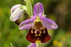 Ophrys fuciflora