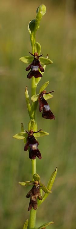 Ophrys insectifera.