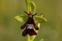 Ophrys insectifera