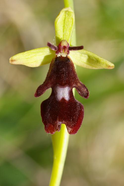 Ophrys insectifera.