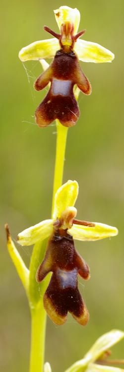 Ophrys insectifera.