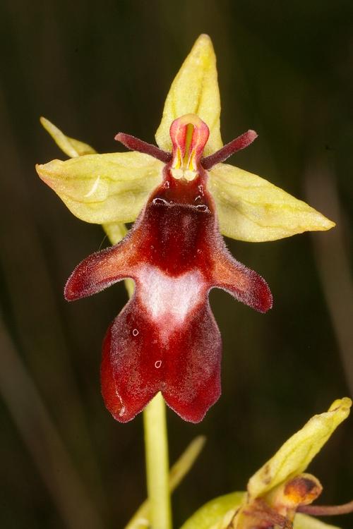 Ophrys insectifera.