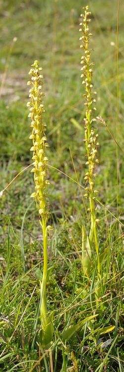 Orchis anthropophora.