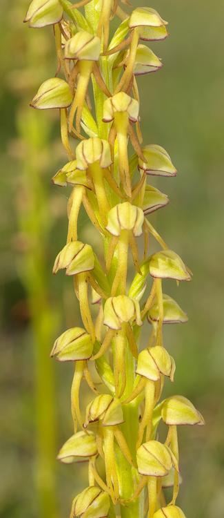 Orchis anthropophora.