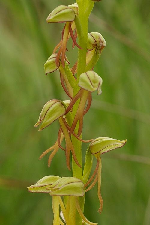 Orchis anthropophora.