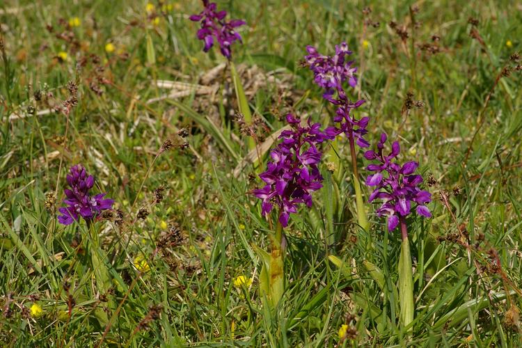 Orchis mascula.