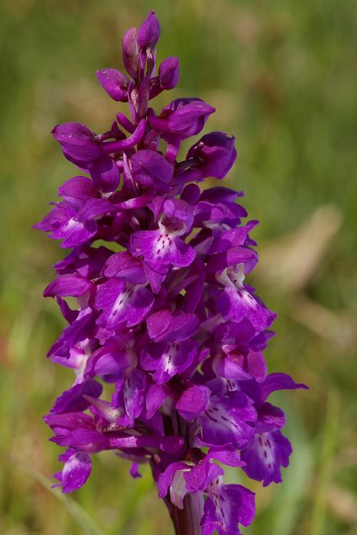 Orchis mascula.