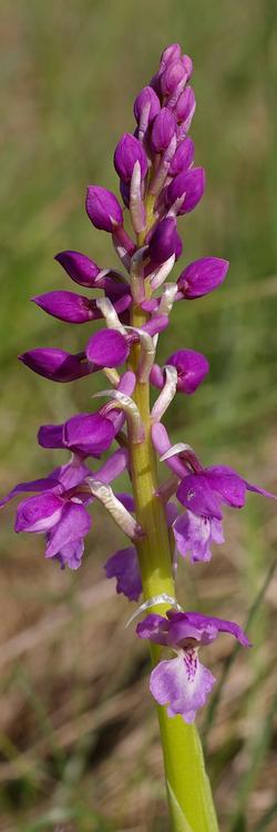 Orchis mascula.