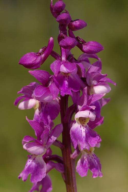 Orchis mascula.
