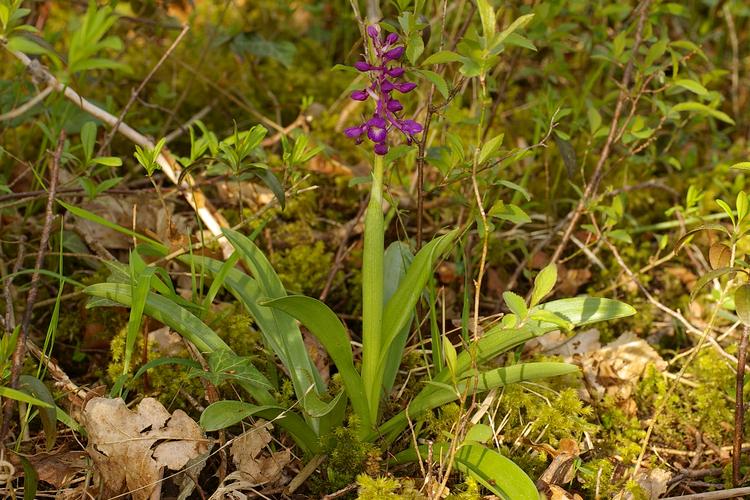 Orchis mascula.