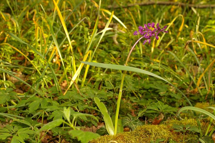 Orchis mascula.