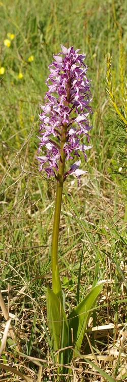 Orchis militaris.