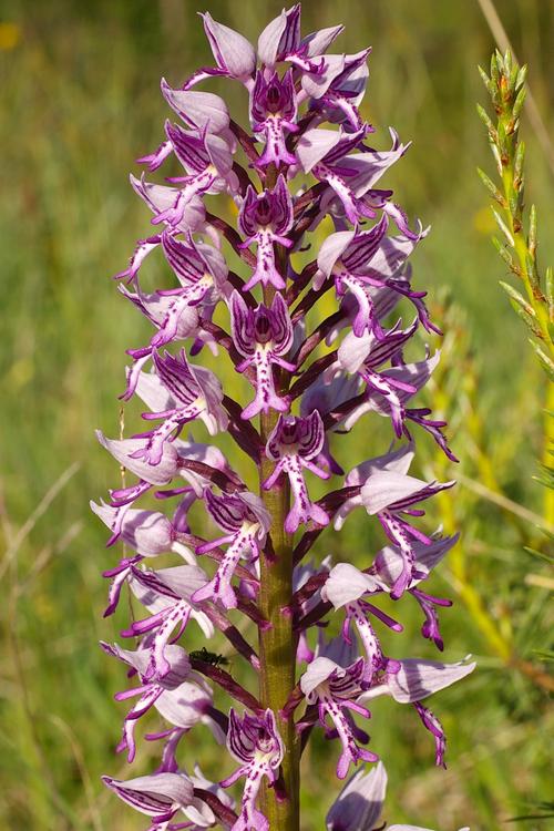 Orchis militaris.