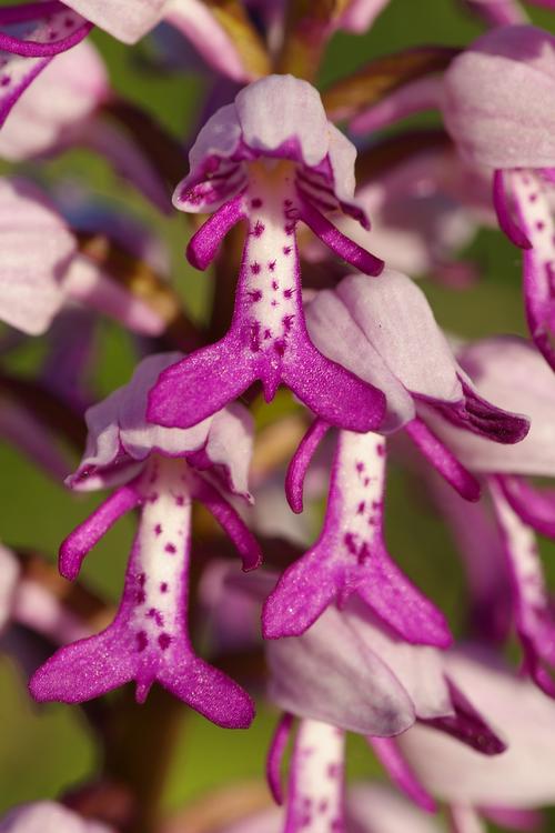 Orchis militaris.