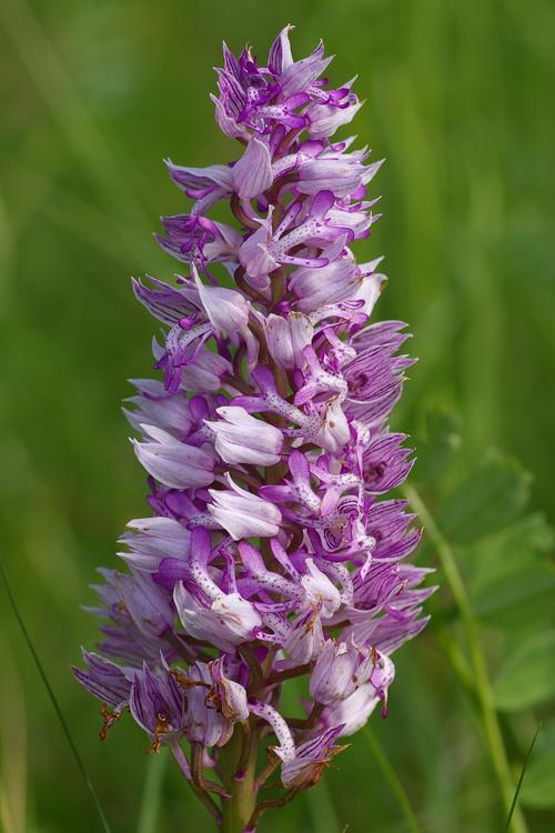 Orchis militaris.