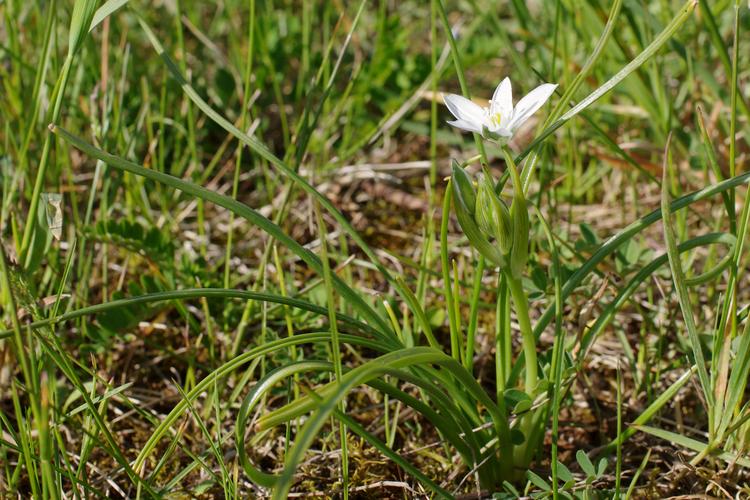 Ornithogalum umbellatum.