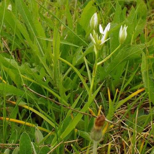 Ornithogalum umbellatum.