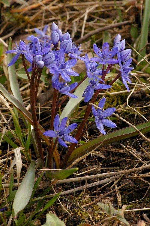 Scilla bifolia.