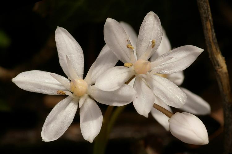 Scilla bifolia.