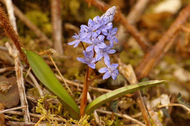 Scilla bifolia.