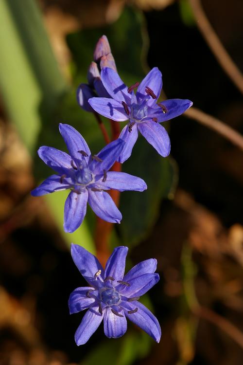 Scilla bifolia.