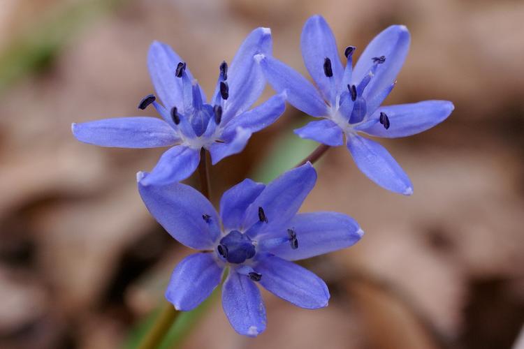 Scilla bifolia.