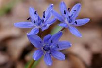 Scilla bifolia