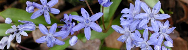 Scilla bifolia.