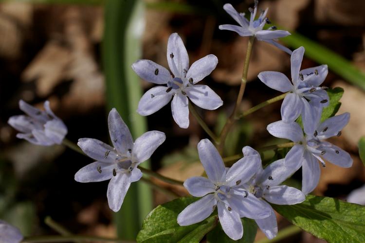 Scilla bifolia.