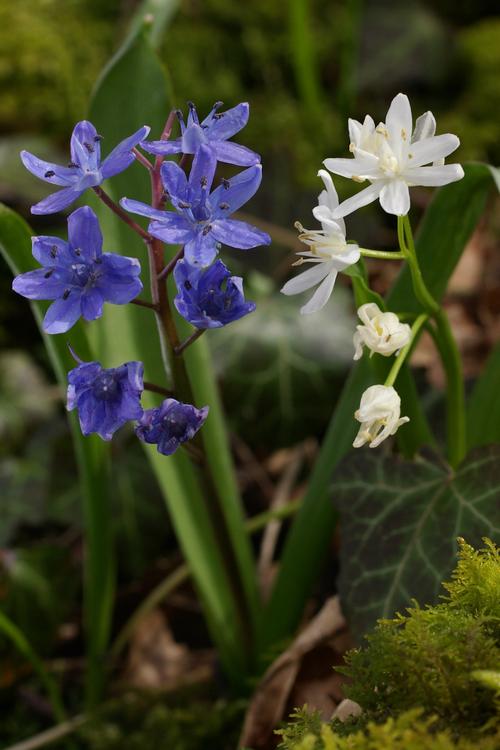 Scilla bifolia.