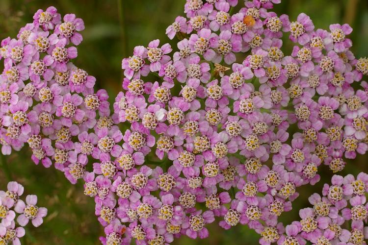 Achillea millefolium.