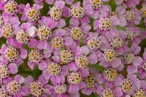 Achillea millefolium