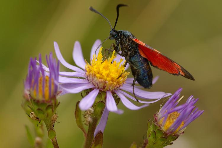 Aster amellus.