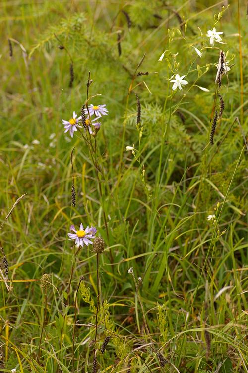 Aster amellus.