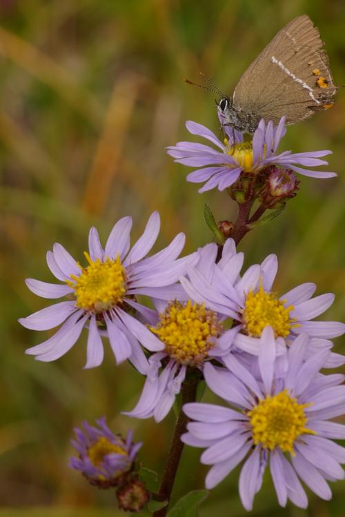 Aster amellus.