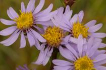 Aster amellus