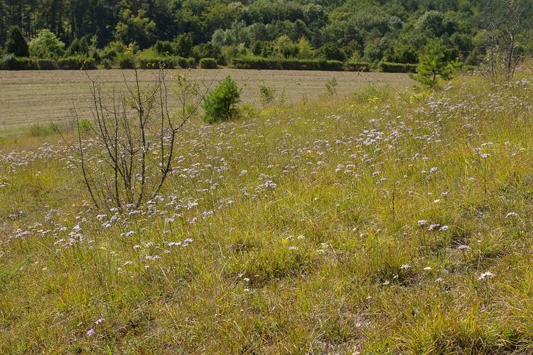 Aster amellus.